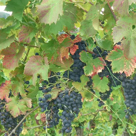 Schloss Seggau Ξενοδοχείο 4*