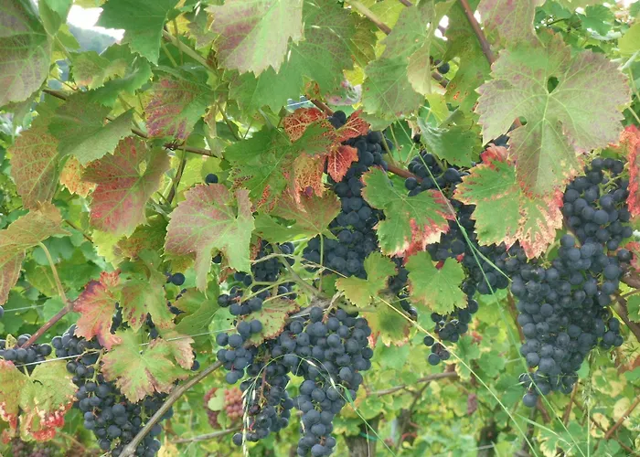 Schloss Seggau Hotel 4*